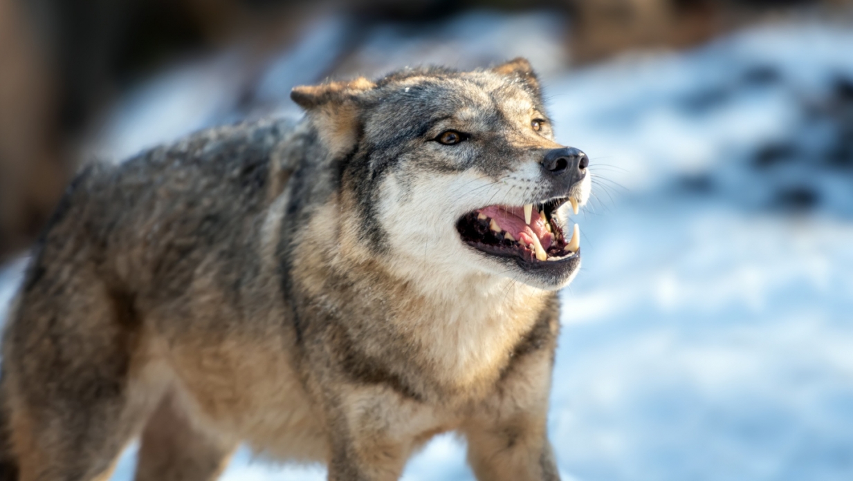 Atak wilków w gminie Iława: groźne zwierzęta rozszarpały psa na jednej z posesji